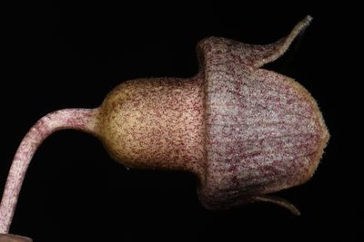 Asarum speciosum, photographed by Brian Finzel