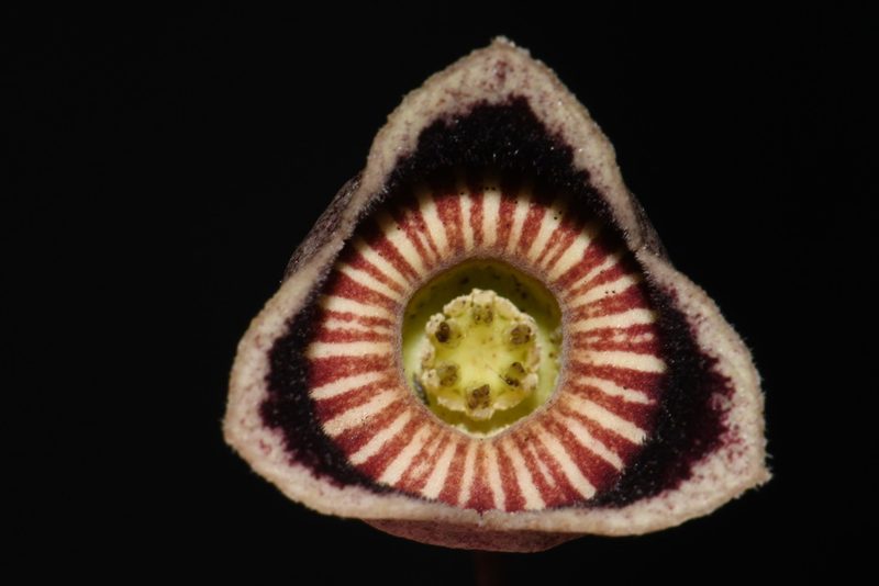 Asarum speciosum, photographed by Brian Finzel