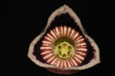 Asarum speciosum, photographed by Brian Finzel