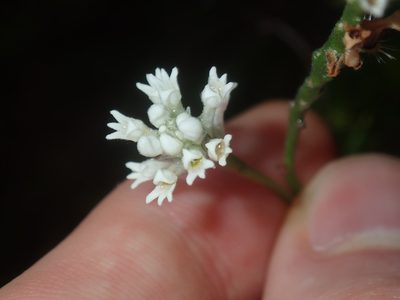 Conospermum taxifolium, photographed by Thomas Mesaglio