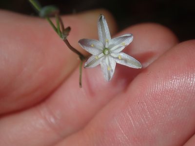Caesia parviflora, photographed by Thomas Mesaglio