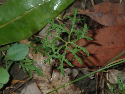 Trachymene incisa, photographed by Thomas Mesaglio