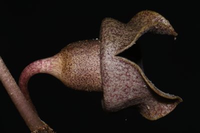 Asarum speciosum, photographed by Brian Finzel