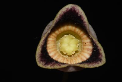 Asarum speciosum, photographed by Brian Finzel
