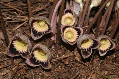 Asarum speciosum, photographed by Brian Finzel