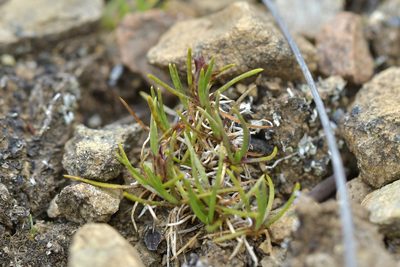 Colobanthus wallii, photographed by Christopher Stephens