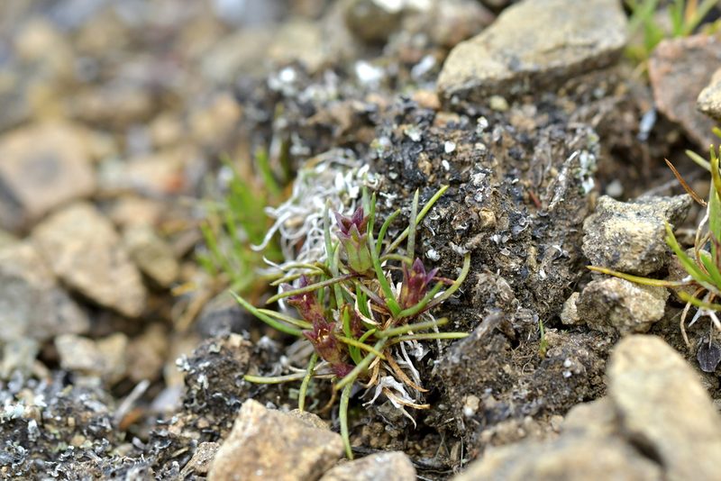 Colobanthus wallii, photographed by Christopher Stephens