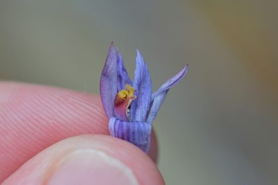 Thelymitra pulchella, photographed by Christopher Stephens
