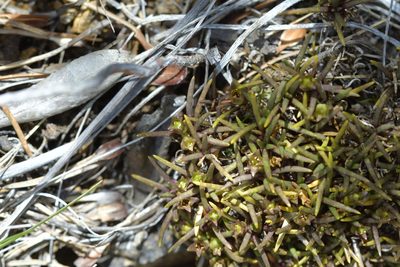 Colobanthus wallii, photographed by Christopher Stephens