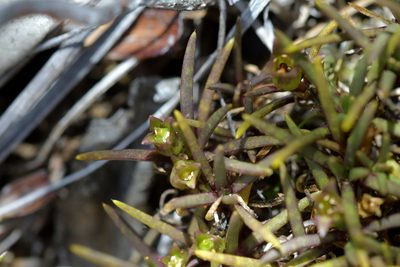 Colobanthus wallii, photographed by Christopher Stephens