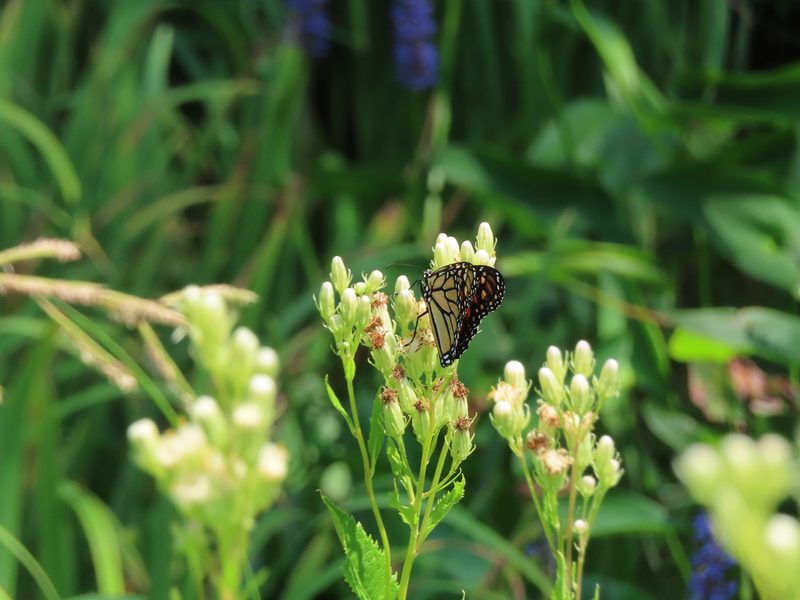 Hasteola suaveolens, photographed by Eric Schmidt