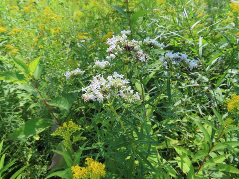 Pycnanthemum virginianum, photographed by Eric Schmidt