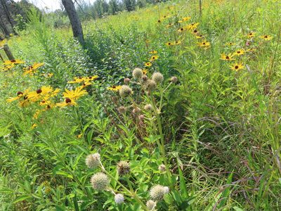 Rudbeckia subtomentosa, photographed by Eric Schmidt