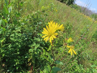 Silphium integrifolium, photographed by Eric Schmidt