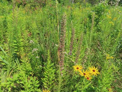 Liatris pycnostachya, photographed by Eric Schmidt