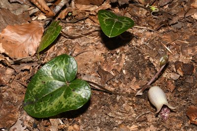 Asarum shuttleworthii, photographed by Brian Finzel