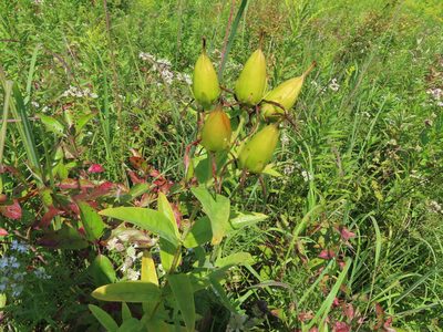 Hypericum ascyron, photographed by Eric Schmidt