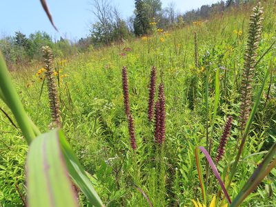 Liatris pycnostachya, photographed by Eric Schmidt