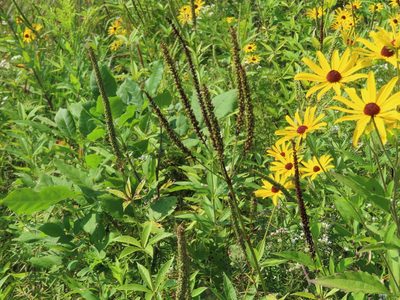 Veronicastrum virginicum, photographed by Eric Schmidt