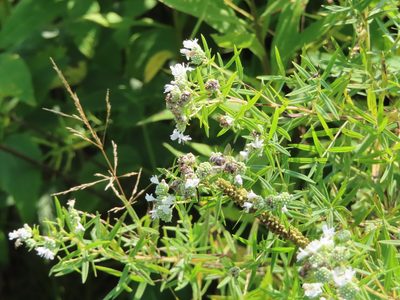 Pycnanthemum virginianum, photographed by Eric Schmidt