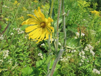 Silphium laciniatum, photographed by Eric Schmidt