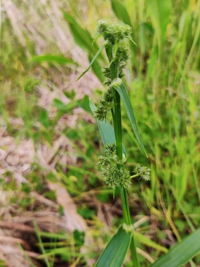 Fuirena umbellata, photographed by Scott Allen Davis