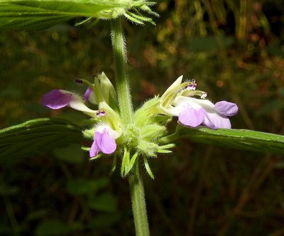 Anisomeles indica