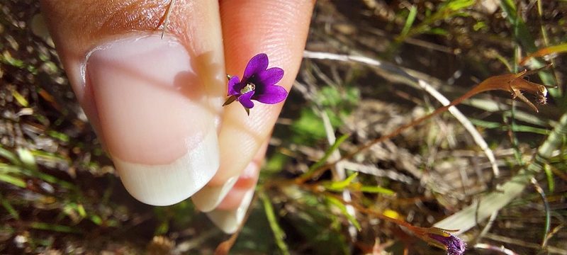 Monopsis debilis, photographed by sharndreheuvel