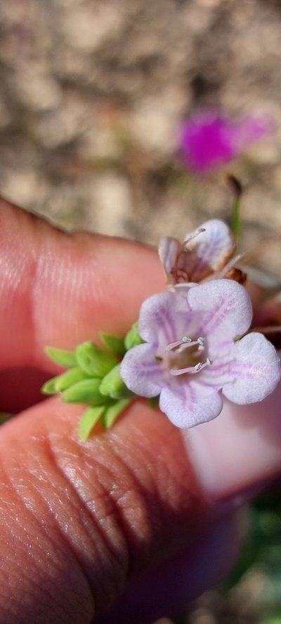 Lobostemon hottentoticus, photographed by sharndreheuvel