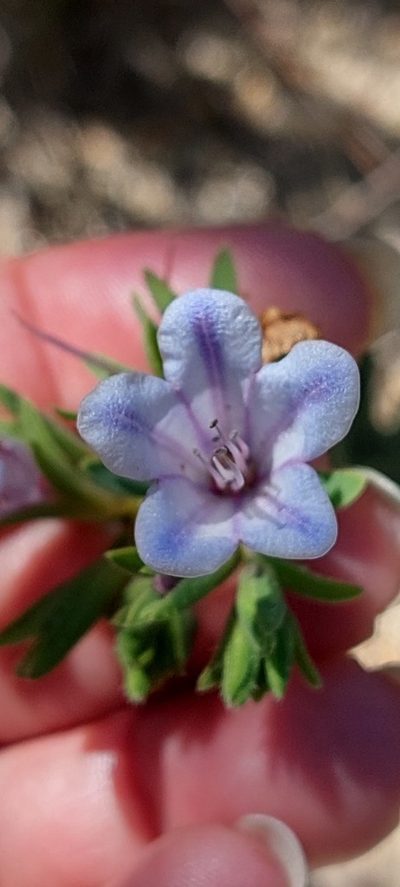 Lobostemon hottentoticus, photographed by sharndreheuvel