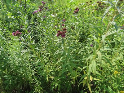 Vernonia fasciculata, photographed by Eric Schmidt