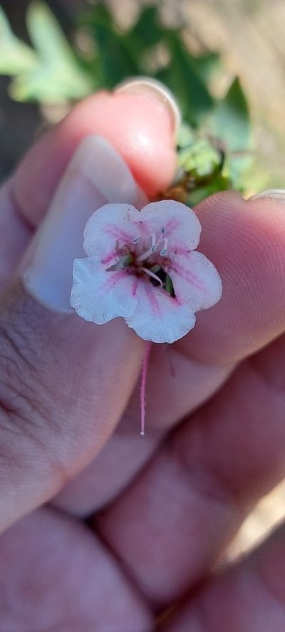 Lobostemon hottentoticus, photographed by sharndreheuvel