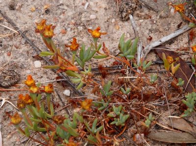 Lampranthus glaucus, photographed by Tony Rebelo