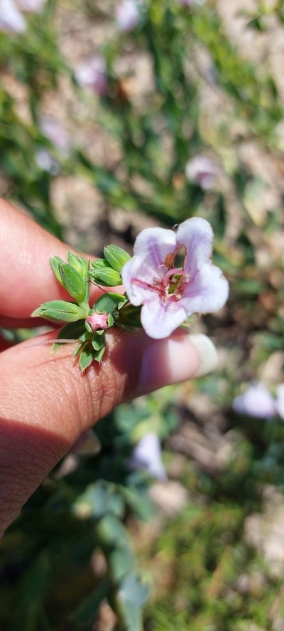 Lobostemon hottentoticus, photographed by sharndreheuvel