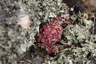 Conophytum swanepoelianum, photographed by Tony Rebelo