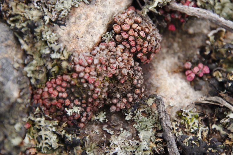 Conophytum swanepoelianum, photographed by Tony Rebelo
