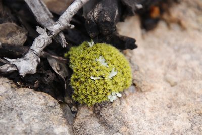 Pseudocrossidium crinitum, photographed by Tony Rebelo