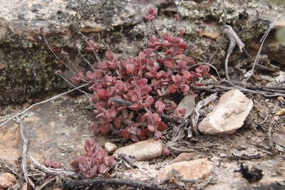Crassula atropurpurea, photographed by Tony Rebelo