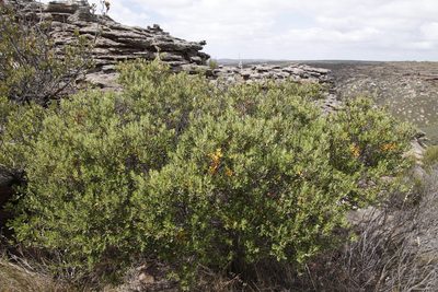 Phylica oleifolia, photographed by Tony Rebelo