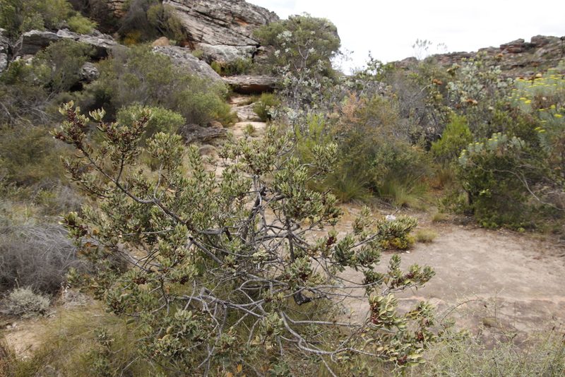 Searsia scytophylla, photographed by Tony Rebelo