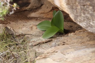 Haemanthus coccineus, photographed by Tony Rebelo