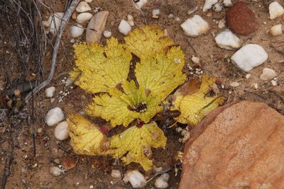 Arctopus echinatus, photographed by Tony Rebelo