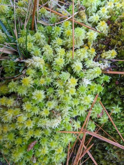 Sphagnum missouricum, photographed by Zac Peterson
