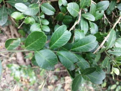 Atalantia buxifolia, photographed by 五色鳥