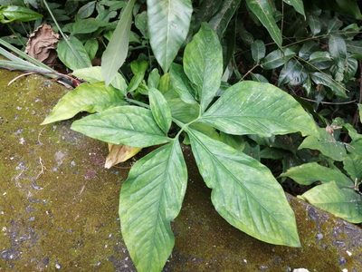 Syngonium angustatum, photographed by 五色鳥