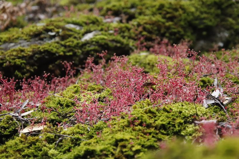 Crassula strigosa, photographed by Tony Rebelo
