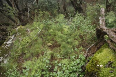 Asparagus retrofractus, photographed by Tony Rebelo