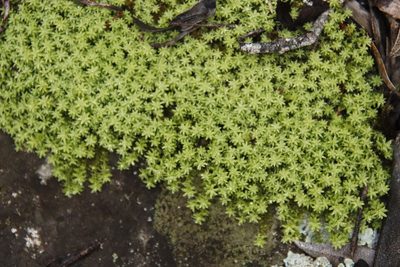 Pseudocrossidium crinitum, photographed by Tony Rebelo