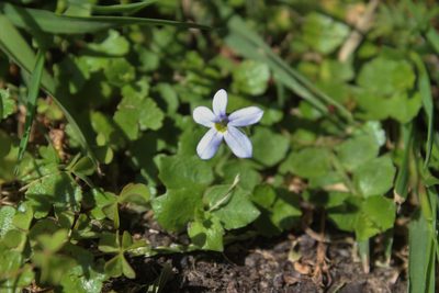 Lobelia pedunculata, photographed by Joe Dillon