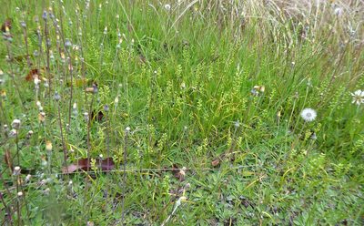 Microtis unifolia, photographed by Aalbert Rebergen